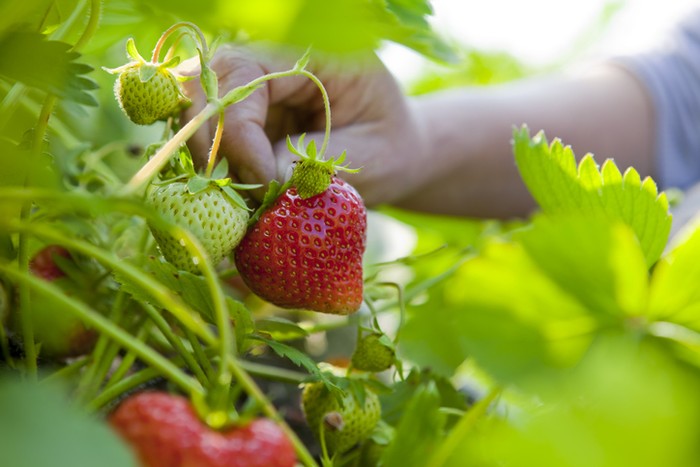 Daftar Sayur Dan Buah Yang Paling Banyak Mengandung Pestisida