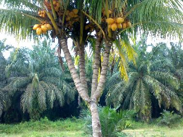 Manfaat pohon kelapa gading – Cara hidup sehat