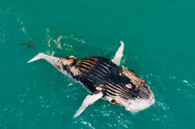 Tak Biasa, Buaya dan Hiu Macan Kompak Makan Seekor Paus di Laut