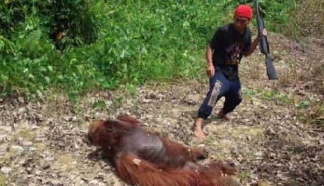 Parah, Orangutan Dibantai dan Dimakan di Kalimantan