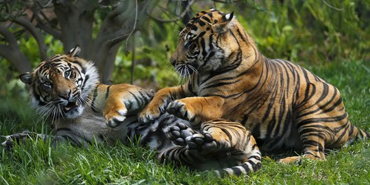 Saat ini Tersisa 400 Ekor Harimau Sumatera, Khusus di Riau hanya 190