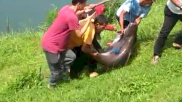 Viral Ikan Patin Seukuran Kambing di Danau Lido Bogor, Beratnya Capai 42 Kg
