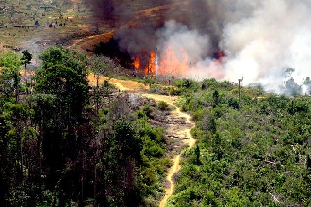Kerusakan Lahan Gambut Riau Telah Mencapai 50 Persen