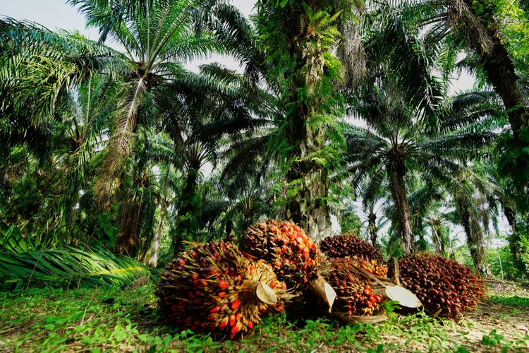 Harga Sawit Riau Seminggu Kedepan Alami Kenaikan