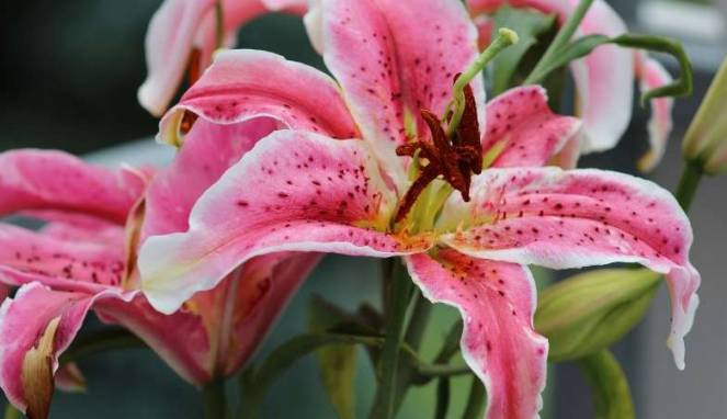 Letakkan 4 Tanaman Ini di Rumah, Keberuntungan akan Datang