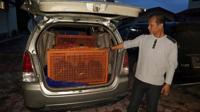 Penyelundupan 89 Ekor Trenggiling Sumsel ke Malaysia Digagalkan Polres Bengkalis