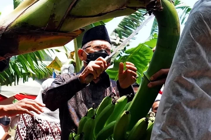 Miliki Peluang Besar Ekspor, Produksi dan Kualitas Komoditas Pisang Perlu Ditingkatkan