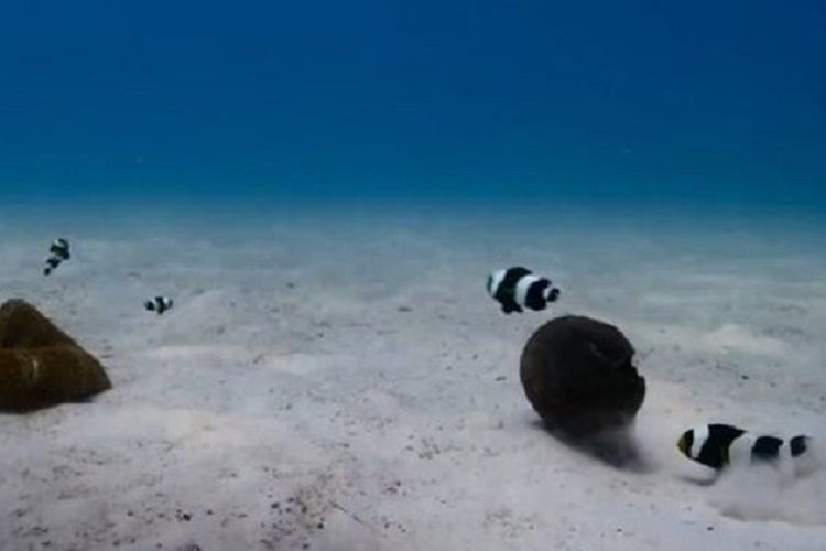 Terekam Kamera, Ikan Badut Mampu Pindahkan Objek 10 Kali Beratnya