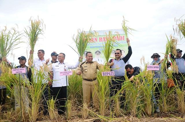 Sukses, Bupati Meranti akhirnya bisa panen raya padi di Desa Topang Kecamatan Rangsang