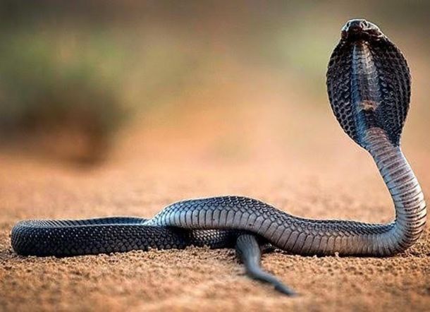 Ramai Teror Ular Kobra, Ini Doa Agar Terhindar dari Hewan Berbisa