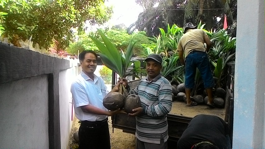 Pemdes Sumber Sari Kampar Bagikan 1.600 Bibit Kelapa Hibrida, Gratis!
