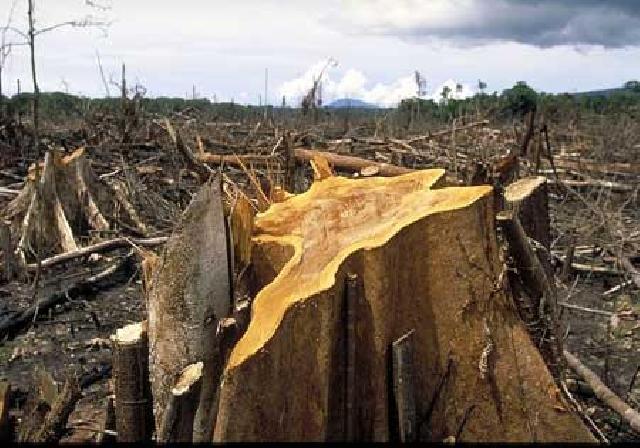 Perambahan Hutan Lindung Marak di Kuansing, DPRD Bentuk Pansus