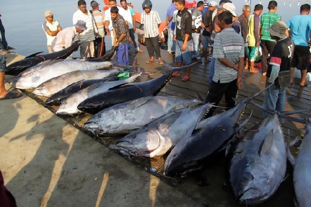 Ekspor Tuna dan Cakalang Bali Melonjak