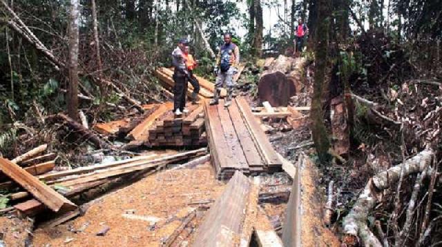 illegal logging di Bukit Tabandang HK Marak, Dishut Kuansing Tak Bisa Berbuat Banyak