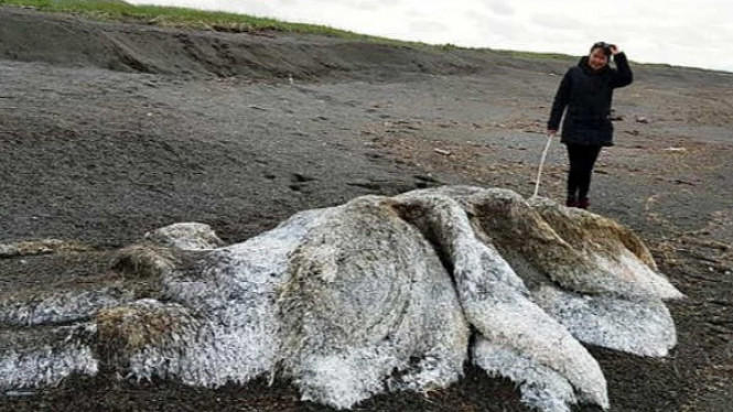 Misteri 'Monster Laut Berbulu' yang Membuat Penduduk Tercengang
