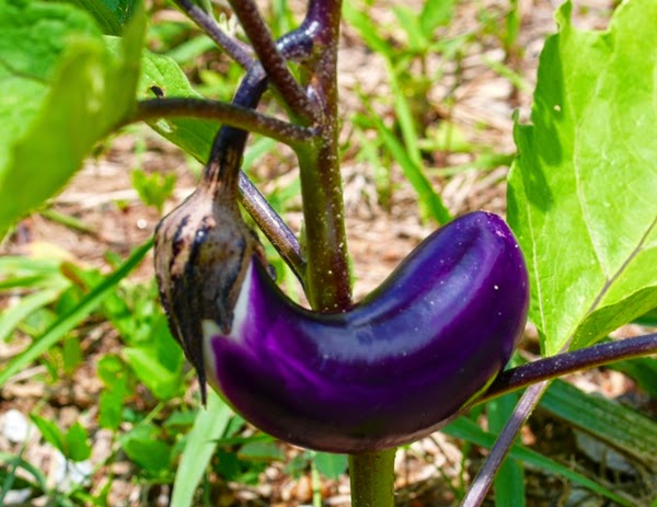 Keseringan Makan Terung Bikin Mr P Loyo, Mitos atau Fakta..