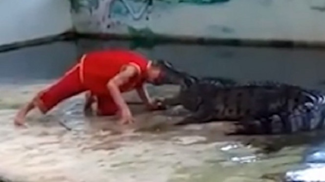 Gagal, Kepala Pawang Ini Dicaplok Buaya Saat Aksinya