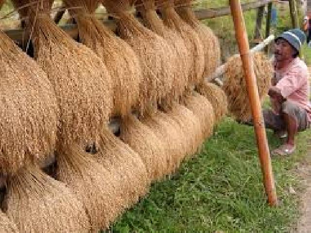 Rohil Bertekat Sebagai Lumbung Pangan