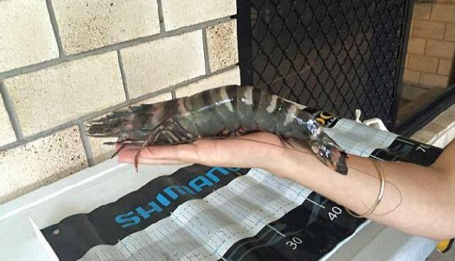 Wiiih , Lihat Ukuran Udang Ini, Sebesar Tangan Orang Dewasa