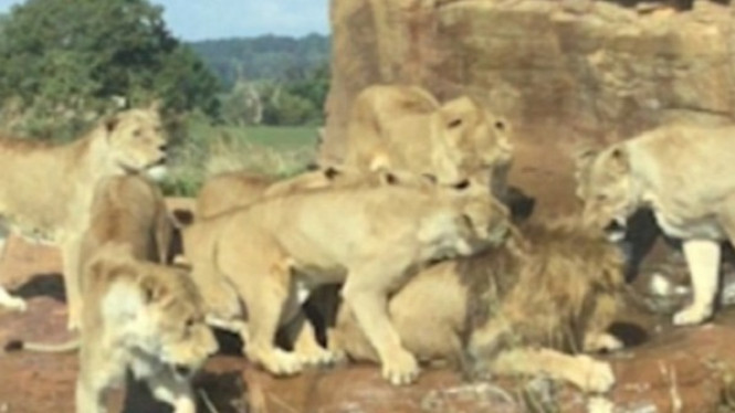 Rekaman Mengerikan, 9 Singa Betina Coba Membunuh Pejantan Besar