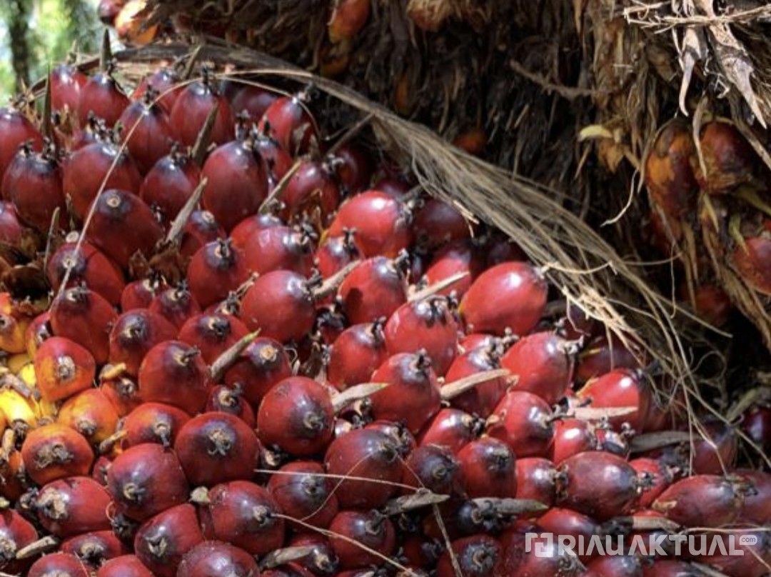 Harga TBS Sawit Pekan Ini Capai Rp2.459 per Kilogram