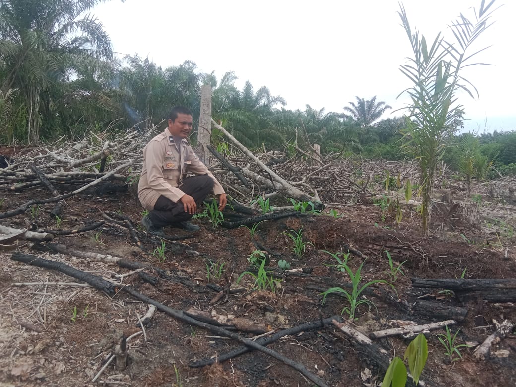 Polsek Bangko Pusako Dukung Ketahanan Pangan, Bina Petani di Bangko Pusaka