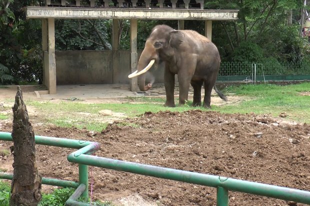 Ditinggal Mati Bita, Zidan Kesepian