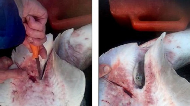 Belah Perut Buncit Hiu, Nelayan Ini Dibuat Terkejut oleh Isinya