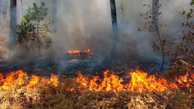 Hingga Pertengahan Mei, Sudah 1.868,96 Hektar Luasan Lahan Terbakar di Riau