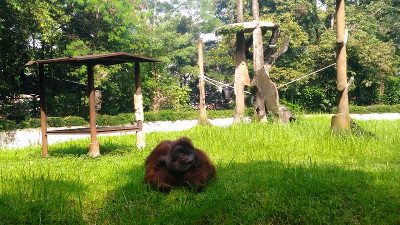 Heboh Orangutan di Kebun Binatang Bandung Merokok karena Pengunjung
