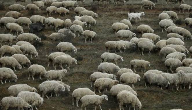 Ilmuwan Ciptakan Embrio Hibrida Manusia-Domba