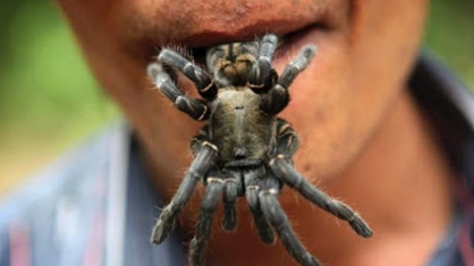 Tarantula Goreng, Kuliner Ekstrem dari Kamboja