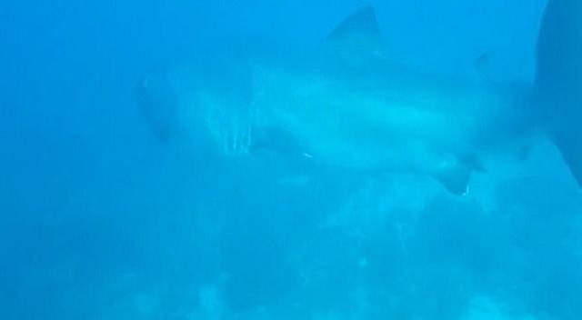 Hiu 'Megamouth' Langka Tertangkap Berenang di Perairan Indonesia, Nih Penampakannya