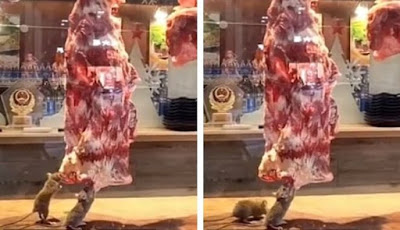 Geger Tikus Makan Daging Sapi yang Akan Disajikan di Sebuah Restoran