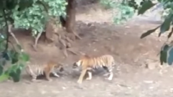 Pertarungan Sengit Dua Harimau di Kebun Binatang