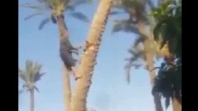 Pria Tebang Pohon Kurma, Langsung Berubah Menjadi Musibah