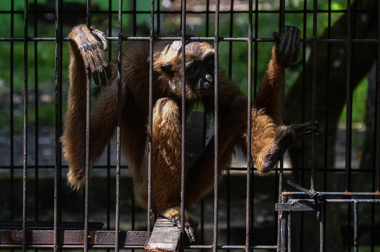 Evakuasi Owa Ungko, Primata Yang Terancam Punah