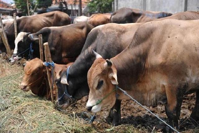 Distan Perkirakan H- 1 Pemotongan Pada RPH tembus 100 Ekor Sapi