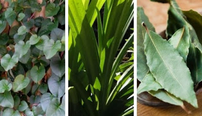 Tiga Daun Herbal Obat Asam Urat yang Umum Ada di Dapur