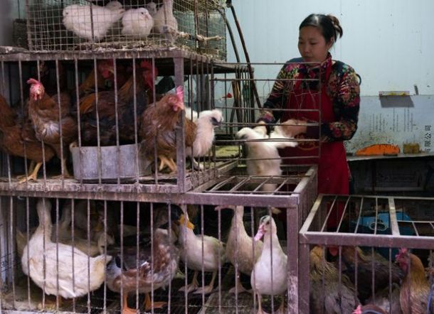 Flu Burung Landa China di Tengah Virus Corona, Hampir 18.000 Ayam Dimusnahkan