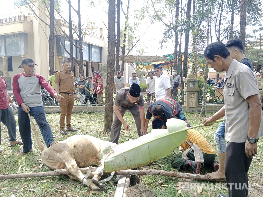 Besok, Masjid Daarul Abrar DPRD Riau Sembelih 13 Sapi Kurban