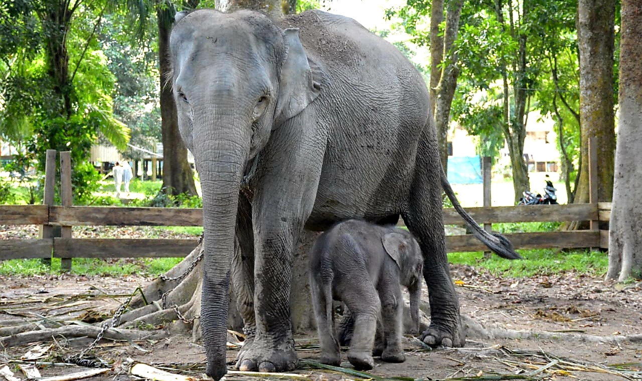Ngatini, Gajah Betina di Taman Wisata Buluh Cina Melahirkan