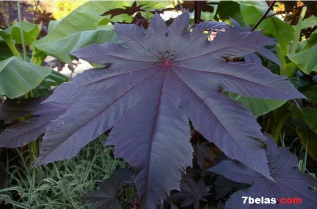 5+ Tanaman Gaib Pembawa Rezeki Menurut Ilmu Feng Shui