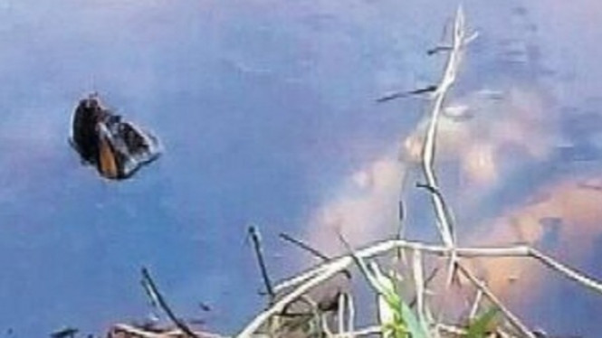 Pencarian Anacoda Besar yang Bikin Resah Warga