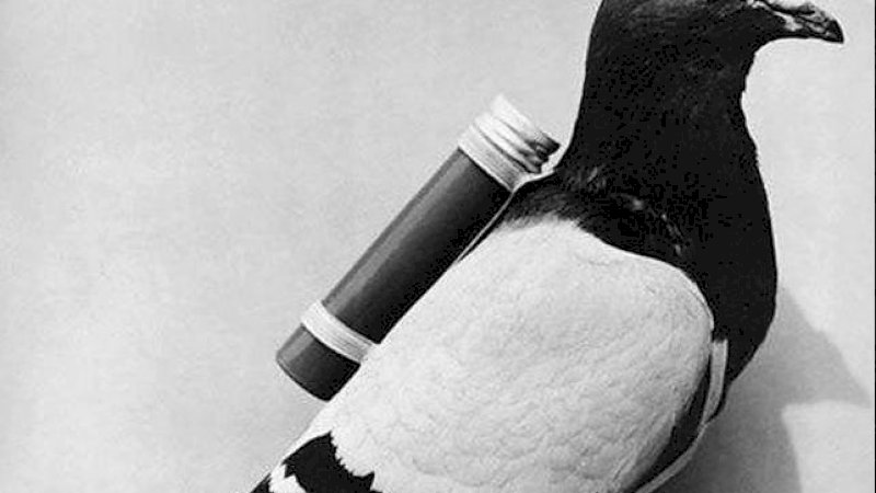 Dikirim Burung Merpati 110 Tahun Lalu, Surat yang Hilang Itu Akhirnya Ditemukan