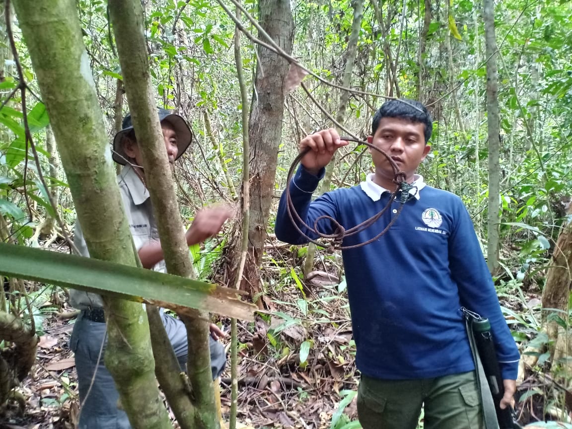 BKSDA Riau Temukan 170 Jerat 