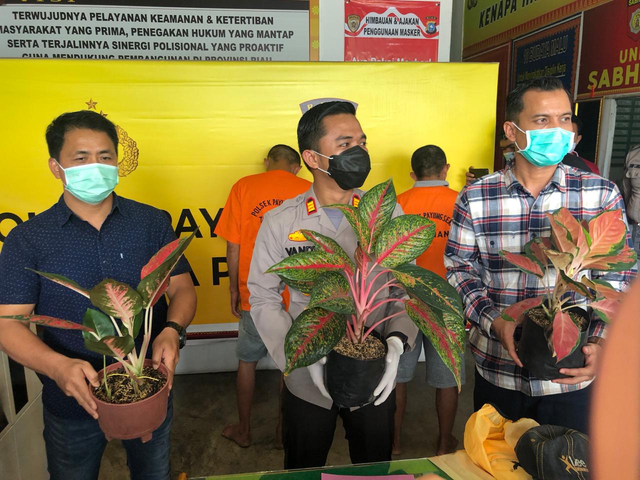 Polisi Tangkap Pelaku Pencuri Bunga di Pekanbaru yang Viral di Medsos