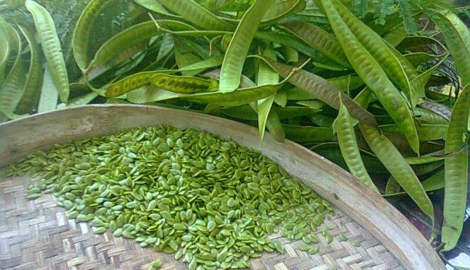 Ini dia Manfaat Petai Cina Bisa Sembuhkan Penyakit Mematikan