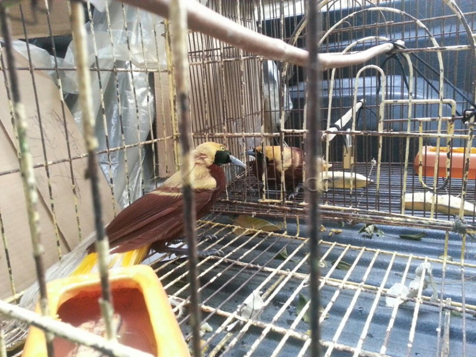 Penyelundupan 4 Ekor Burung Cendrawasih Digagalkan di Kualanamu