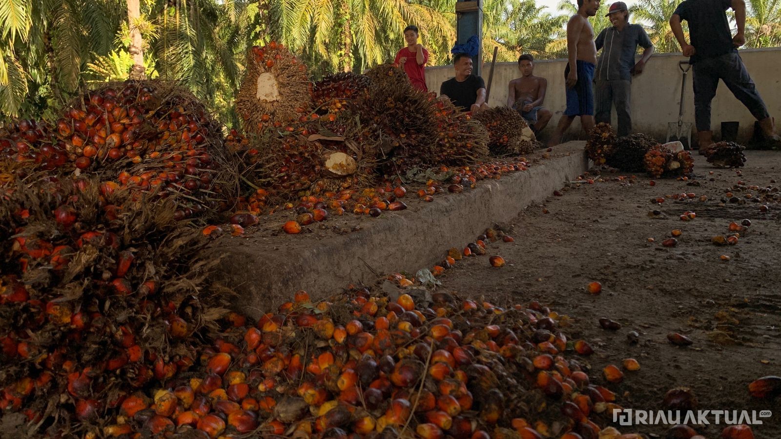 Harga TBS Kelapa Sawit Mitra Swadaya di Riau Tembus Rp3.390 per Kilogram